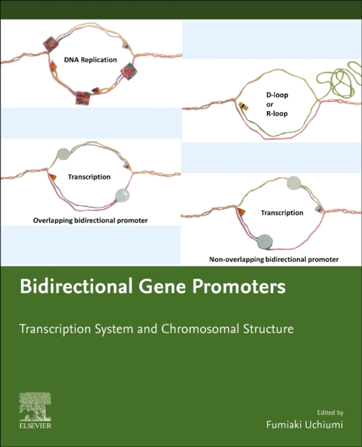Bidirectional Gene Promoters : Transcription System and Chromosomal Structure