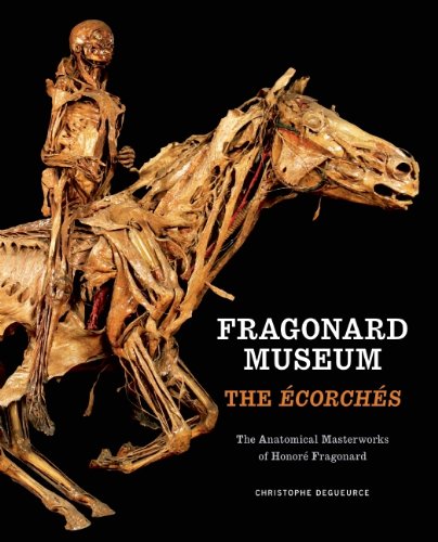 Fragonard Museum: the Ecorches