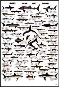 Sharks