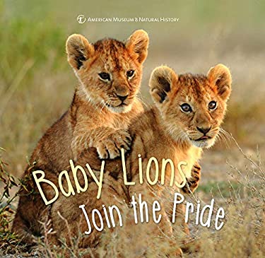 Baby Lion Joins the Pride