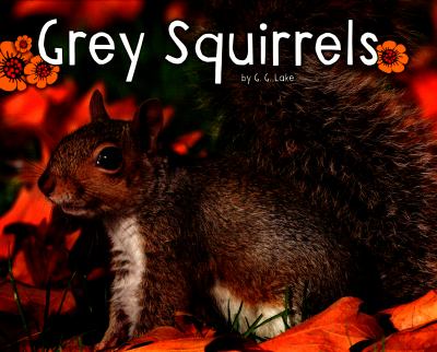 Grey Squirrels