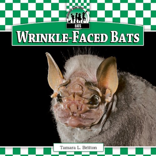 Wrinkle-faced Bats