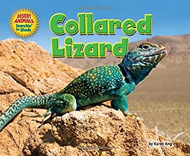 Collared Lizard