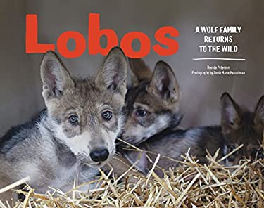 Lobos : A Wolf Family Returns to the Wild