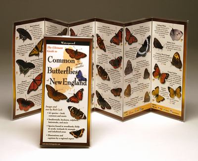 Common and Some Exotic Butterflies of New England